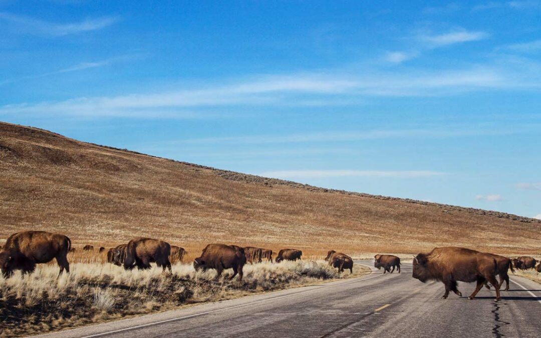 Ramenez le bison !